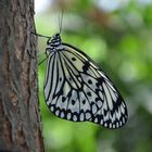 Schmetterling Idea leuconoe