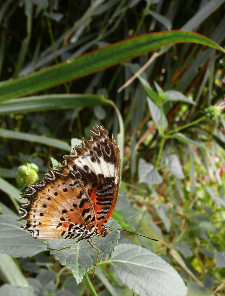 Schmetterling II