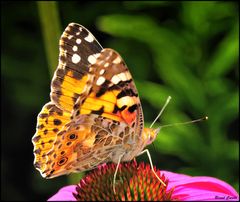 Schmetterling II