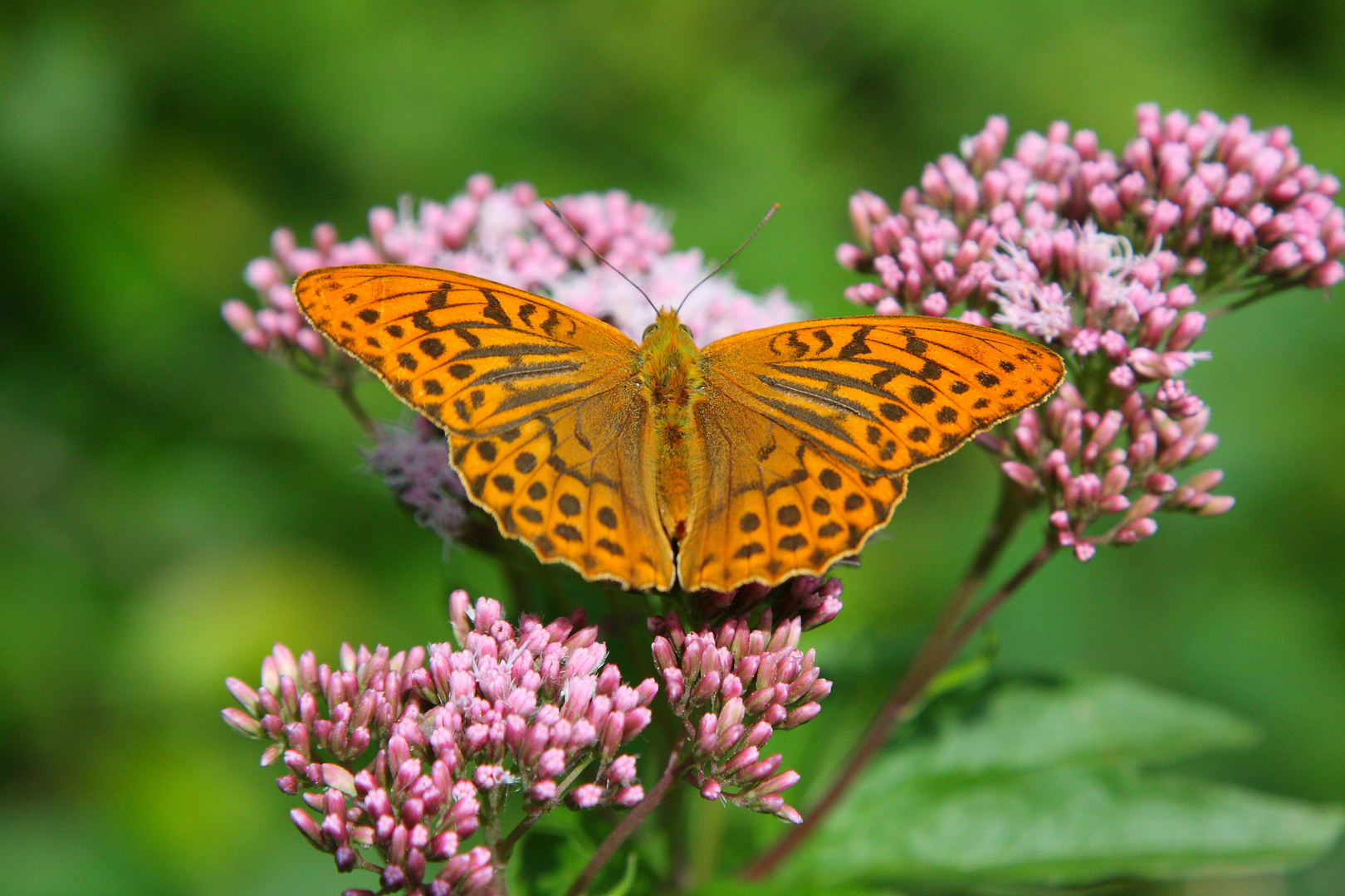 Schmetterling II