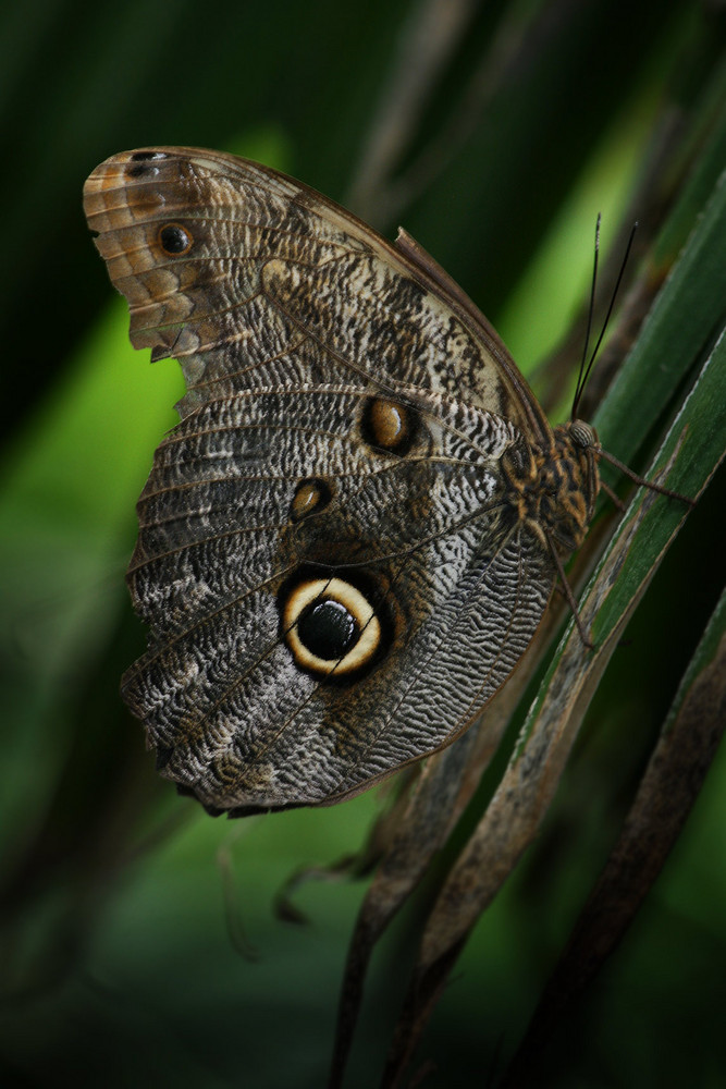 [SCHMETTERLING II ]