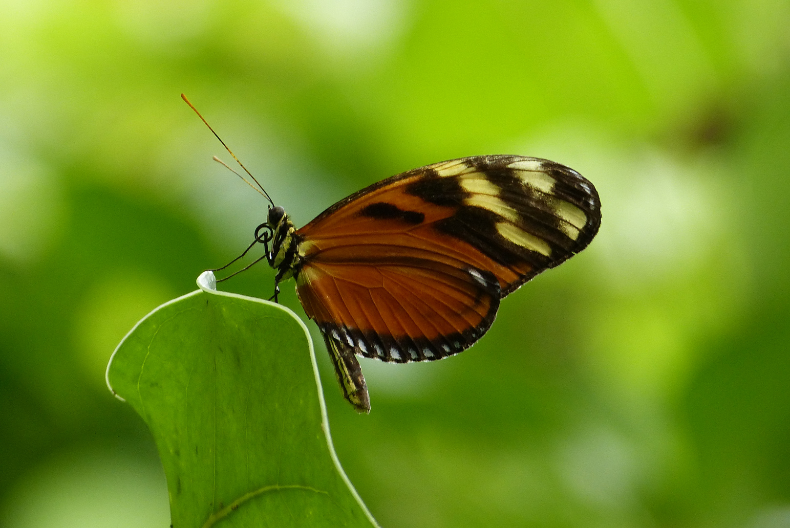 Schmetterling II