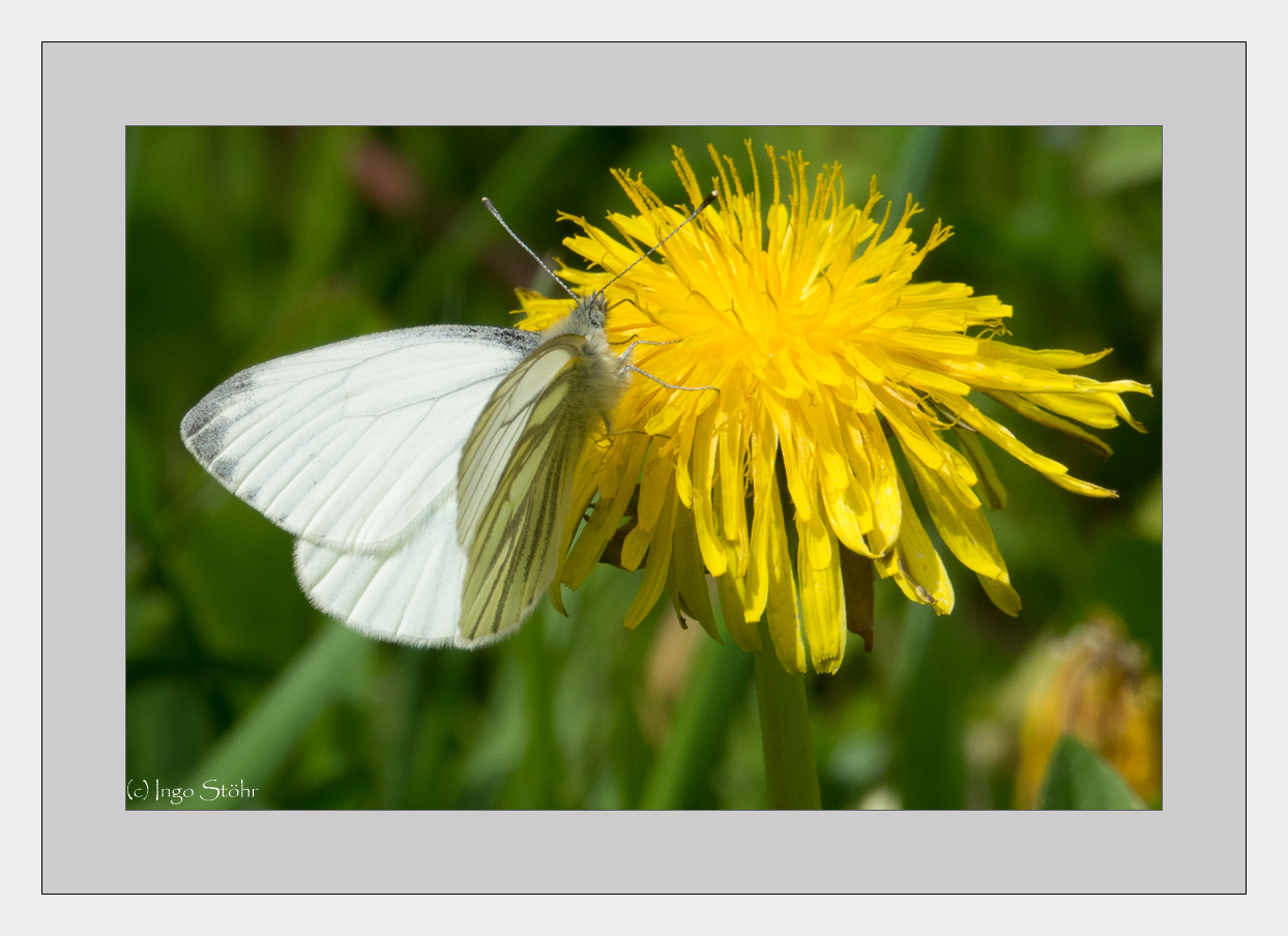 Schmetterling II