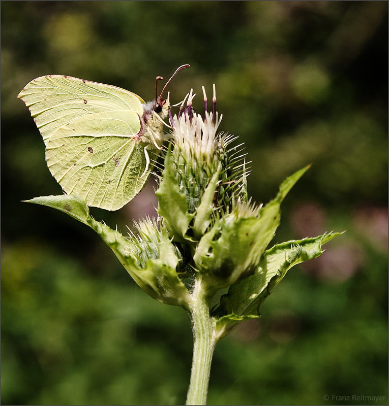 Schmetterling II