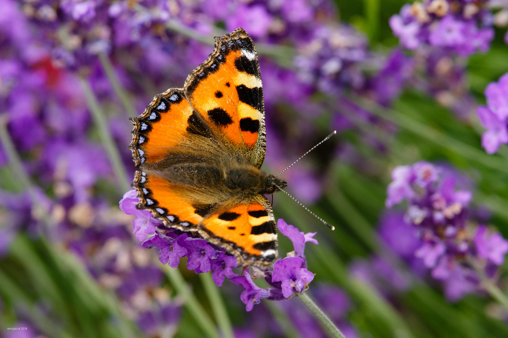 Schmetterling II