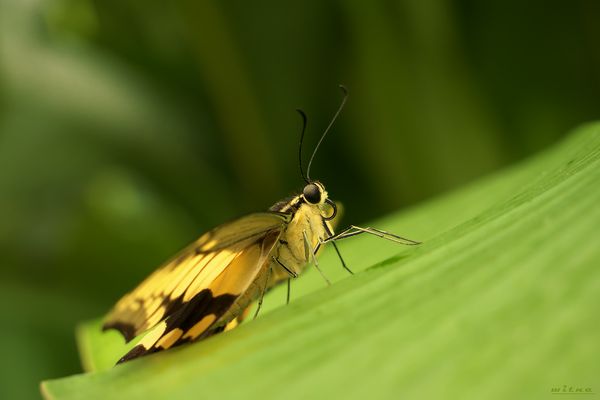 Schmetterling II
