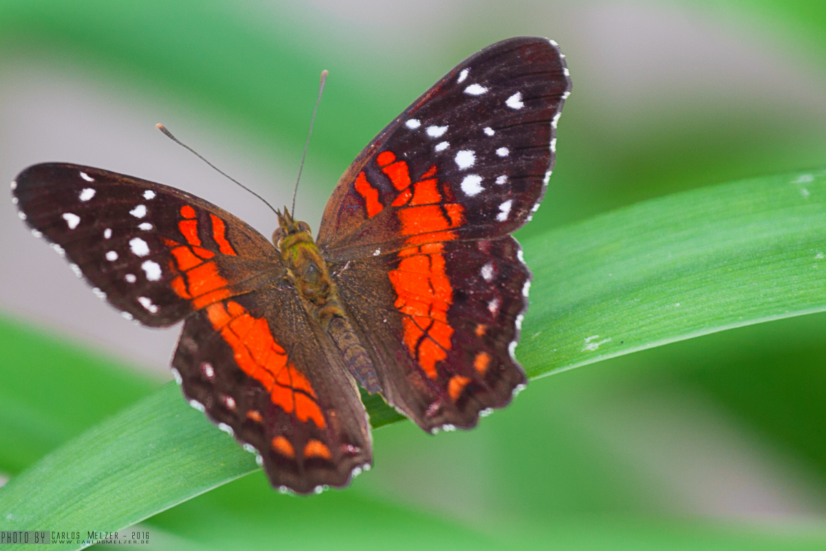 Schmetterling II