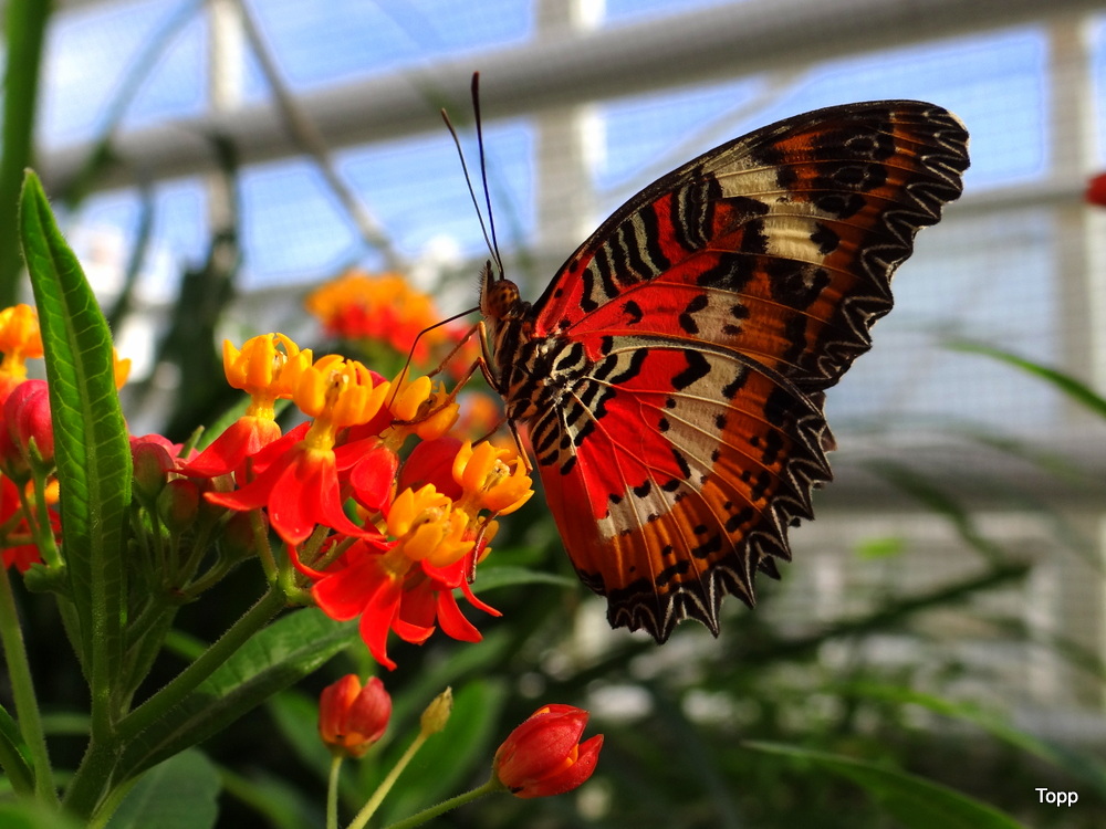 Schmetterling II