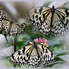 Schmetterling II