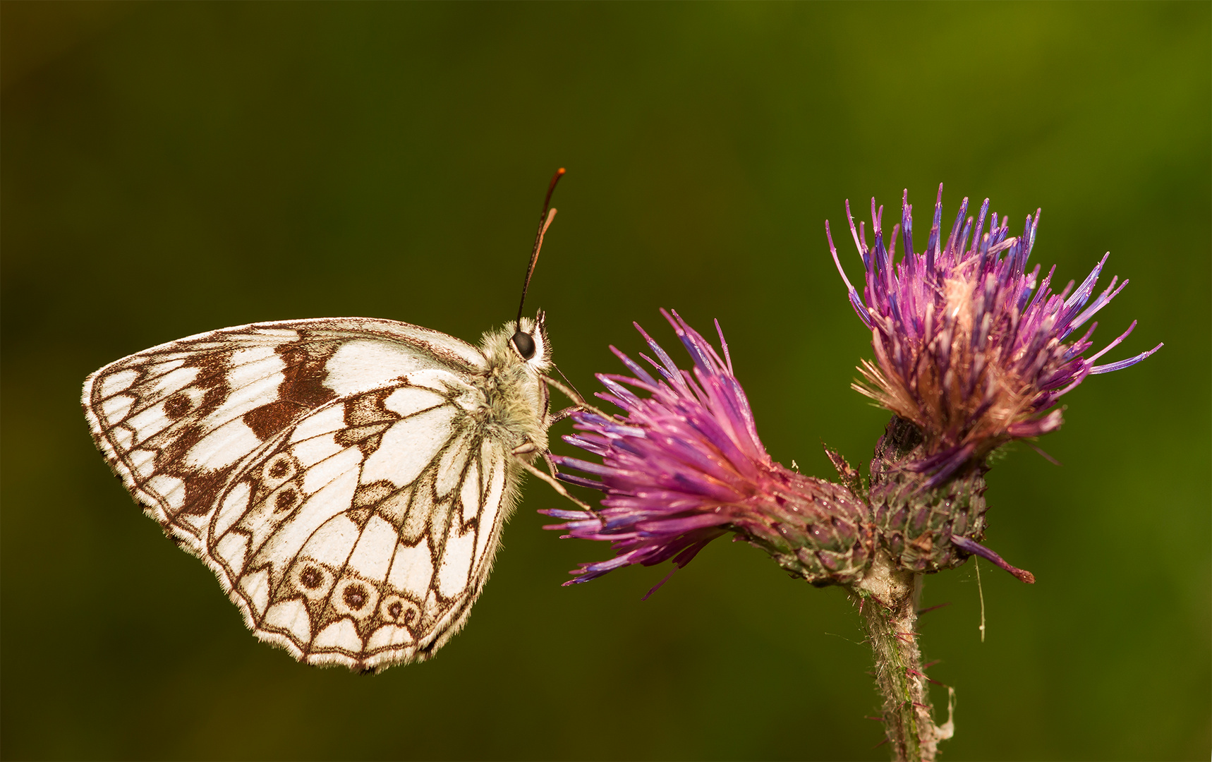 Schmetterling II