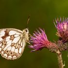 Schmetterling II