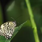 Schmetterling II