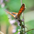 Schmetterling II