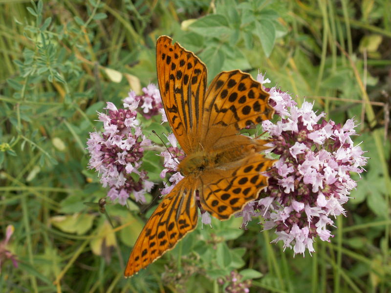 Schmetterling II