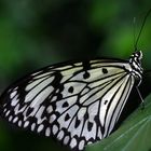 Schmetterling II