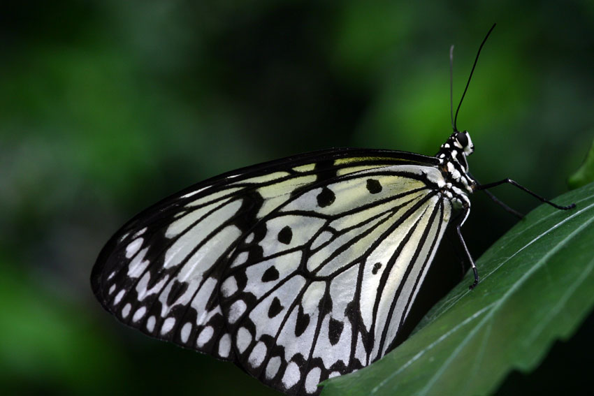 Schmetterling II