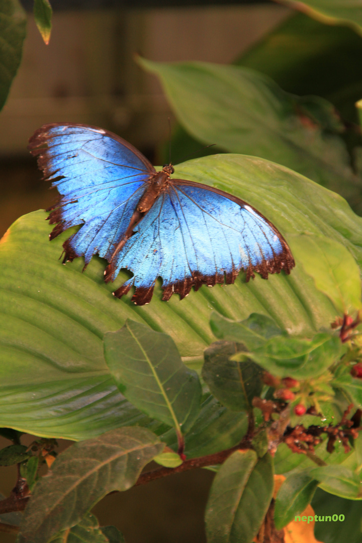 Schmetterling II