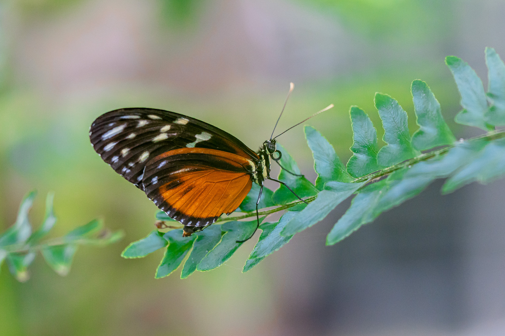 Schmetterling II