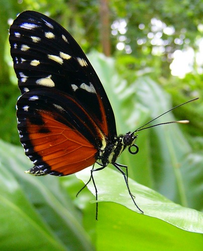 Schmetterling II