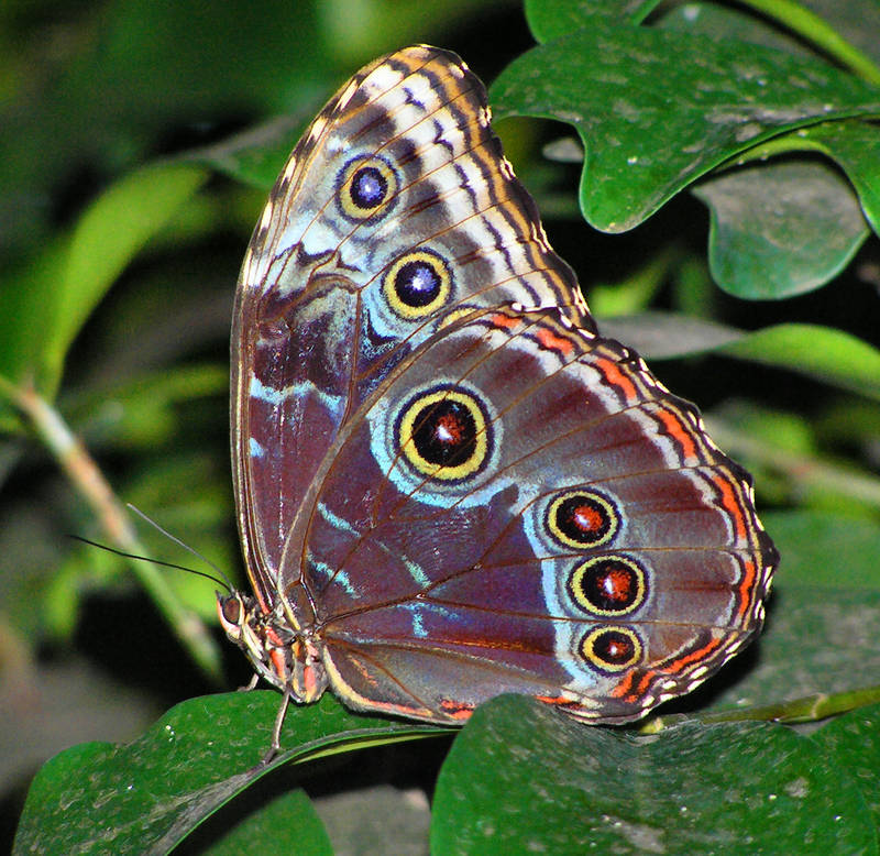 Schmetterling II