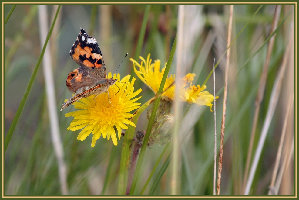 Schmetterling II