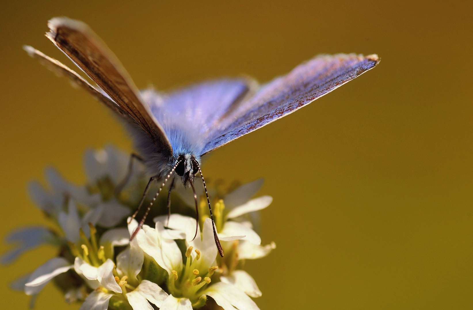 Schmetterling II