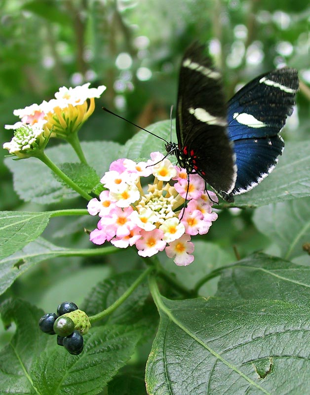 Schmetterling II