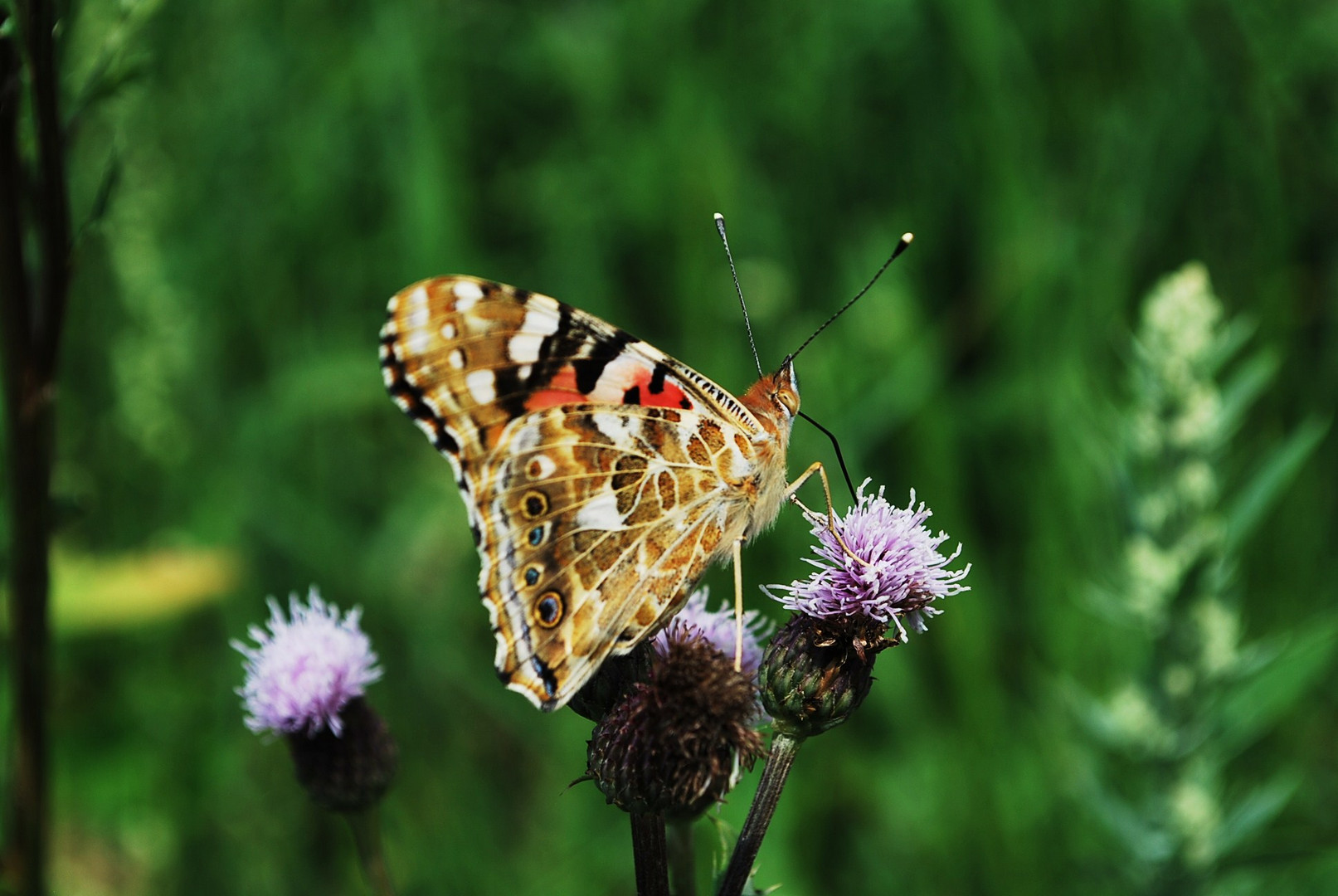 Schmetterling II