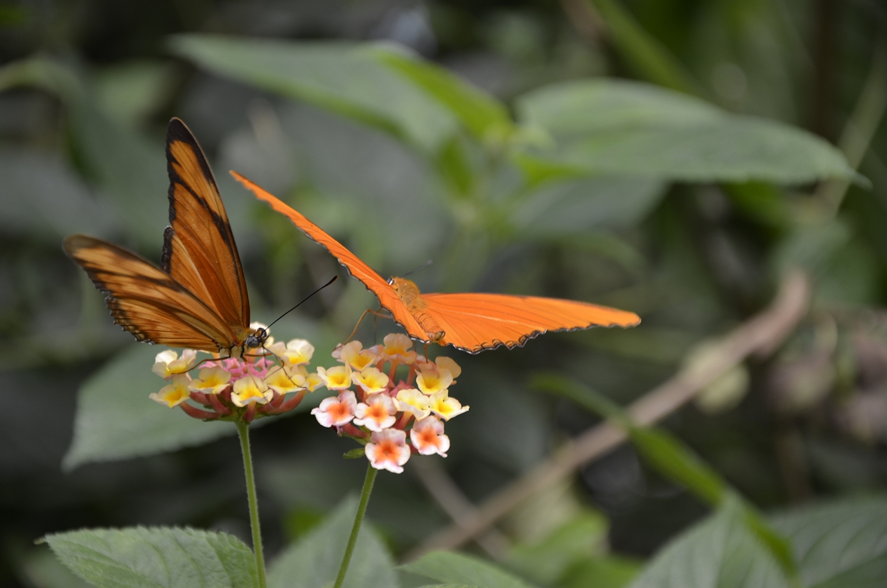 Schmetterling II