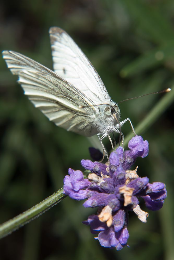 Schmetterling II