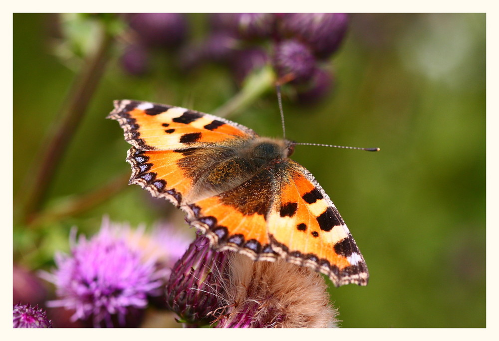 Schmetterling II