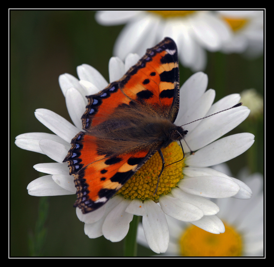 Schmetterling II