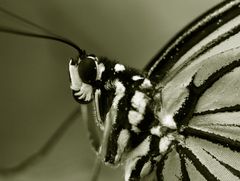 Schmetterling II