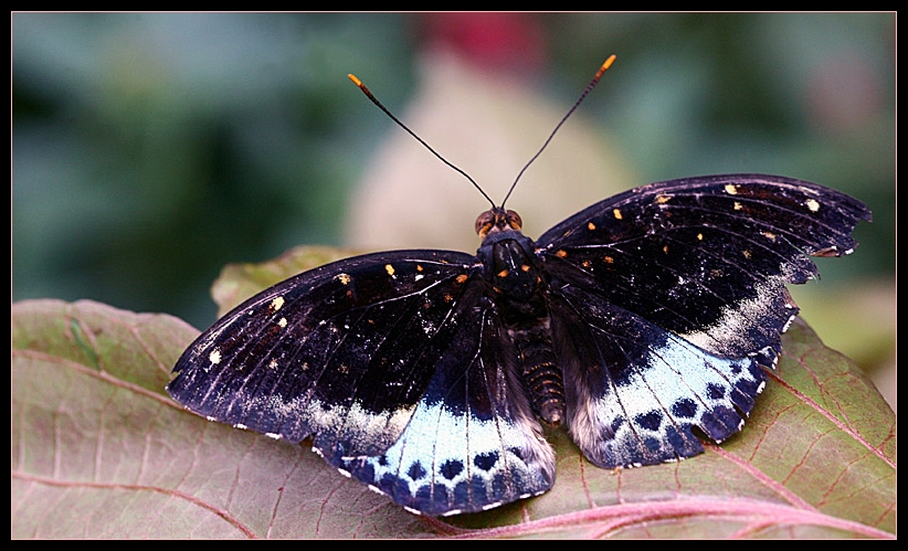 Schmetterling (II)