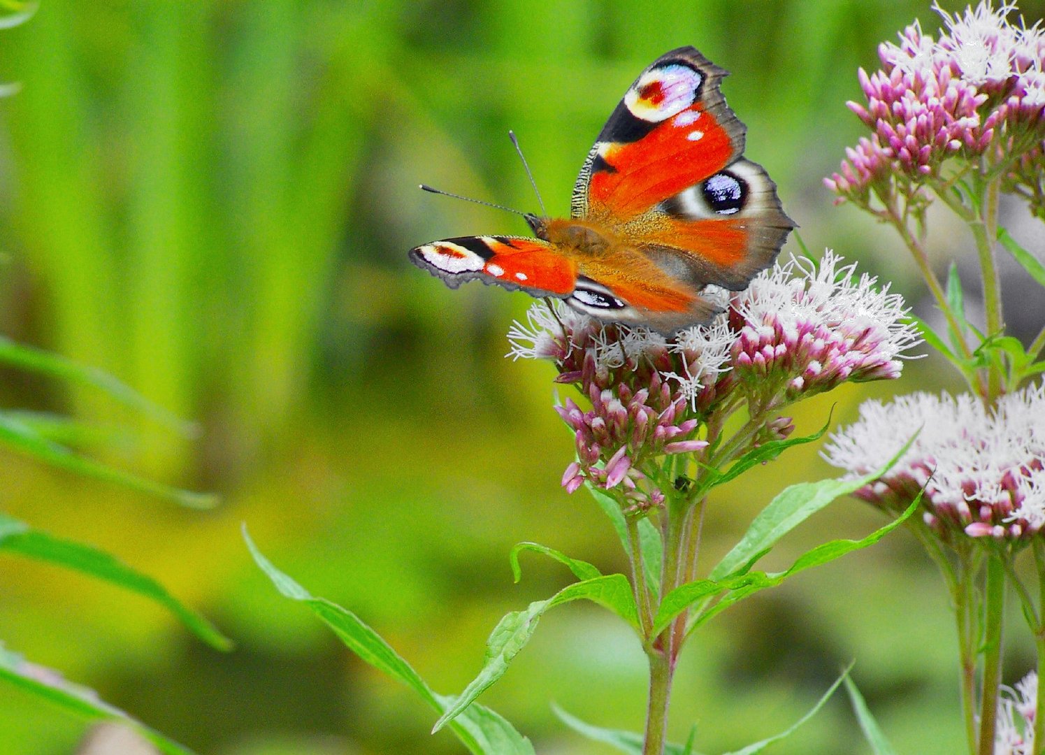 Schmetterling II