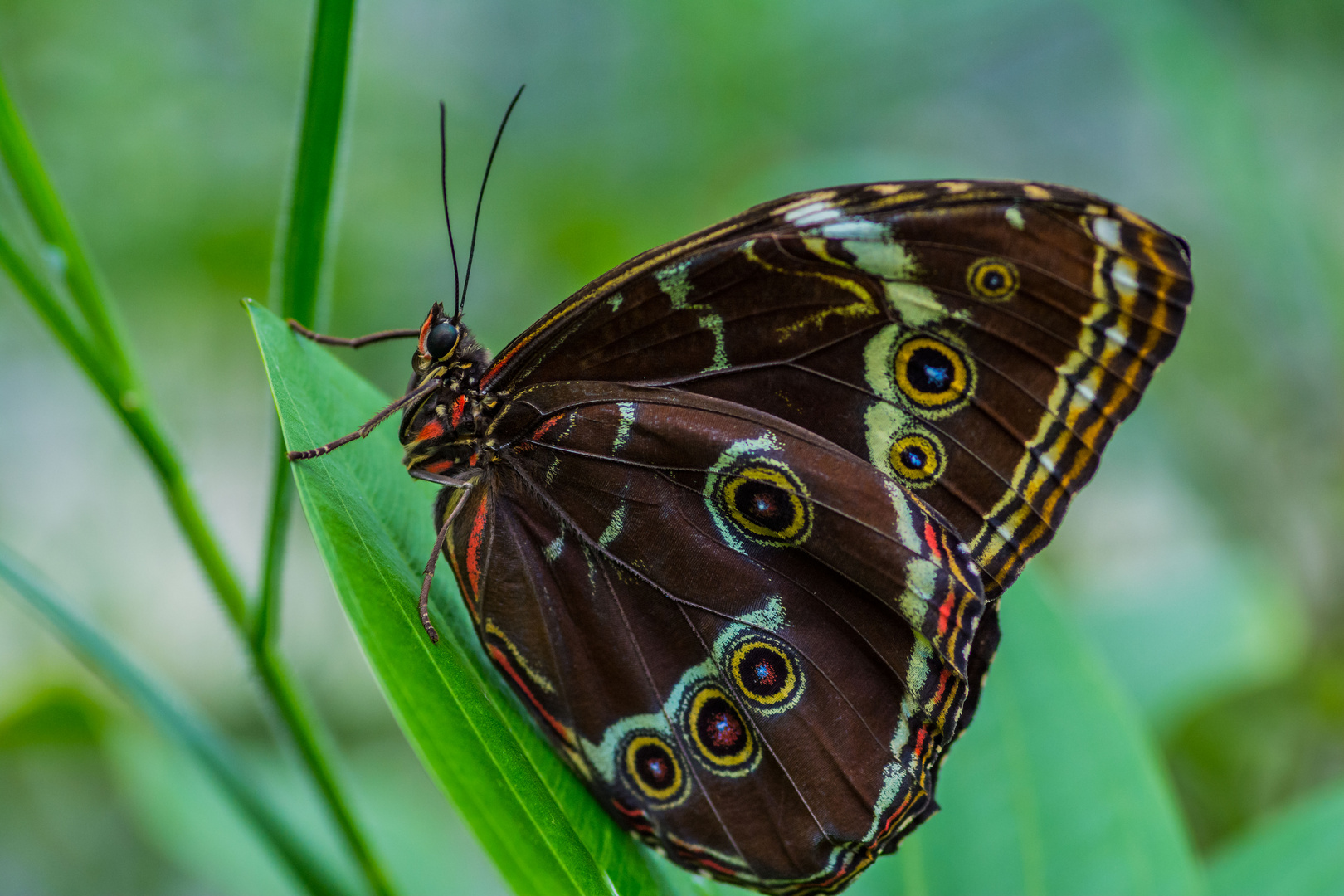 Schmetterling II