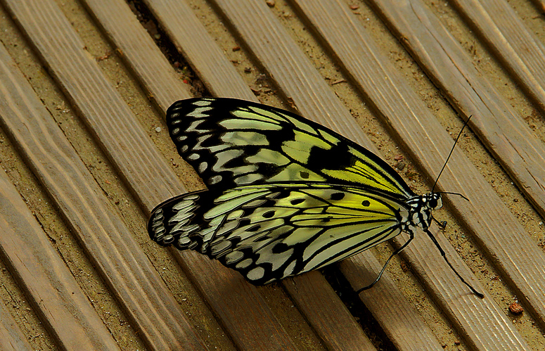 Schmetterling II