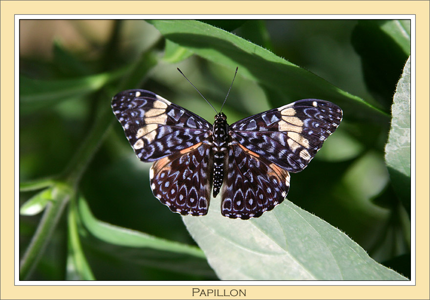 Schmetterling II