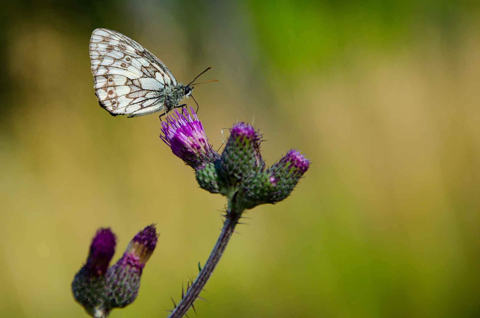 Schmetterling II