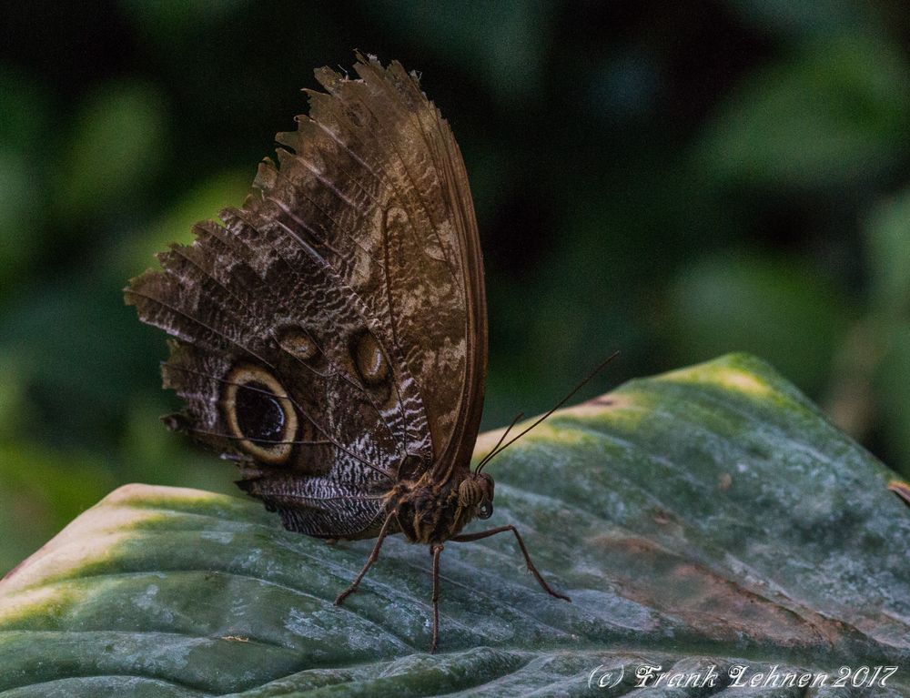 Schmetterling II