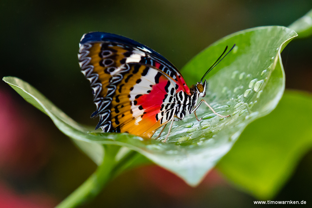 Schmetterling II