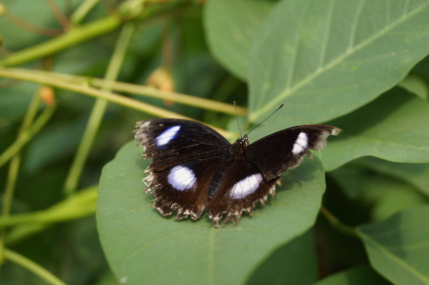 Schmetterling II