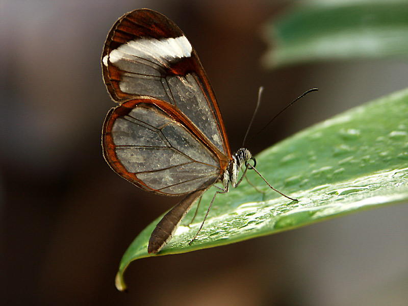 Schmetterling II