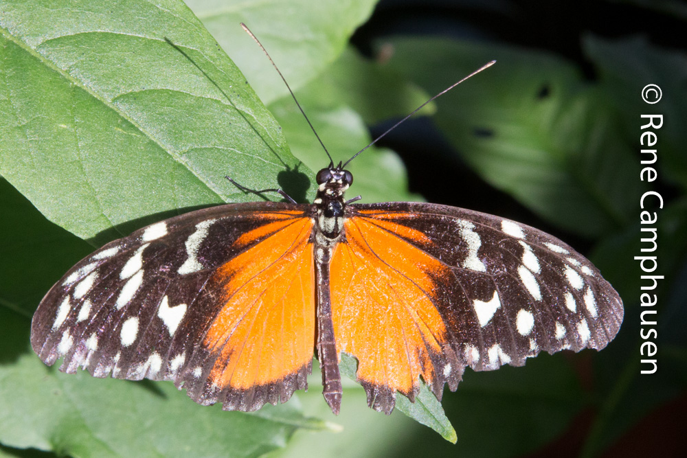 Schmetterling II - Insel Mainau 04/2015