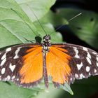 Schmetterling II - Insel Mainau 04/2015