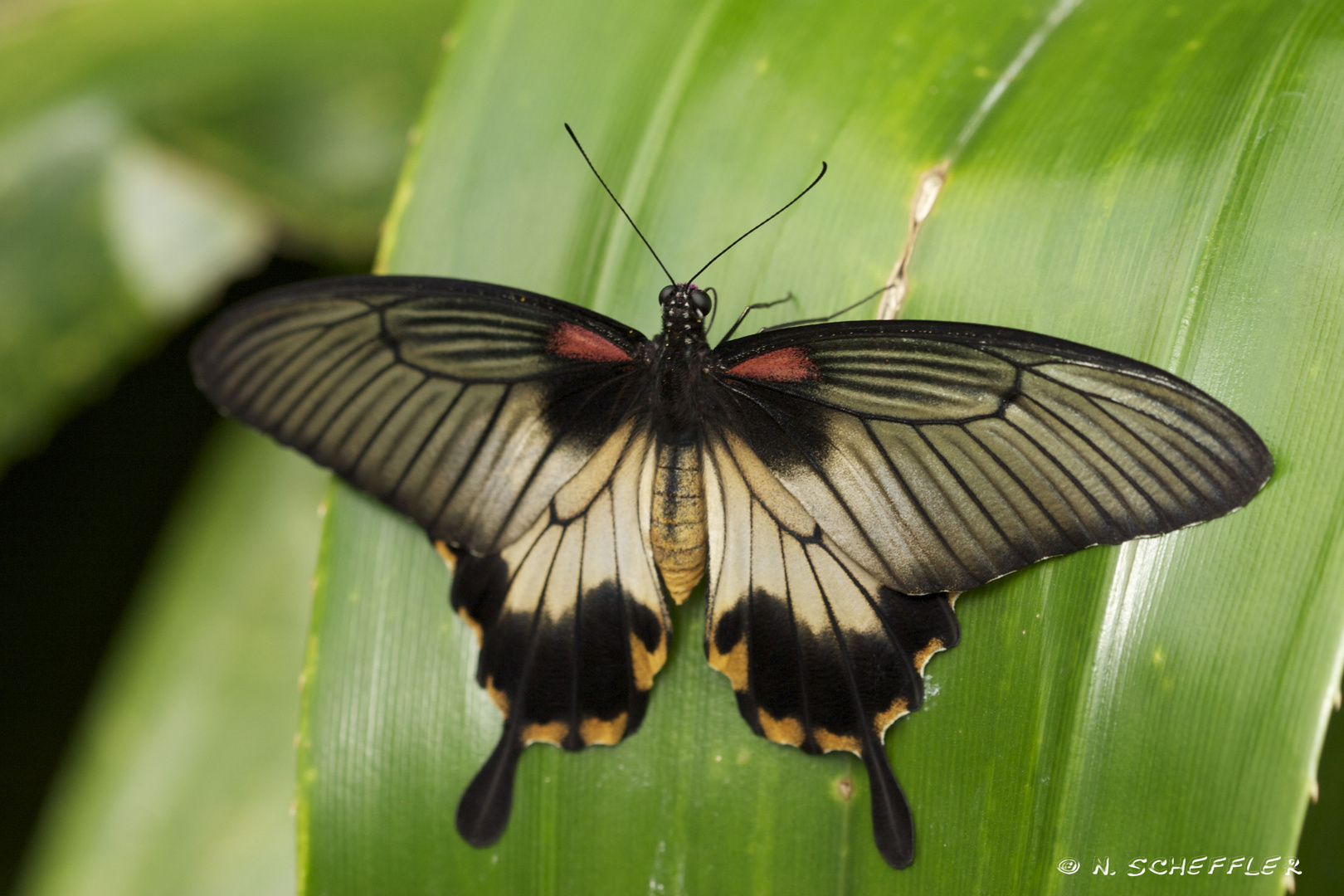 Schmetterling II (Ritterfalter)