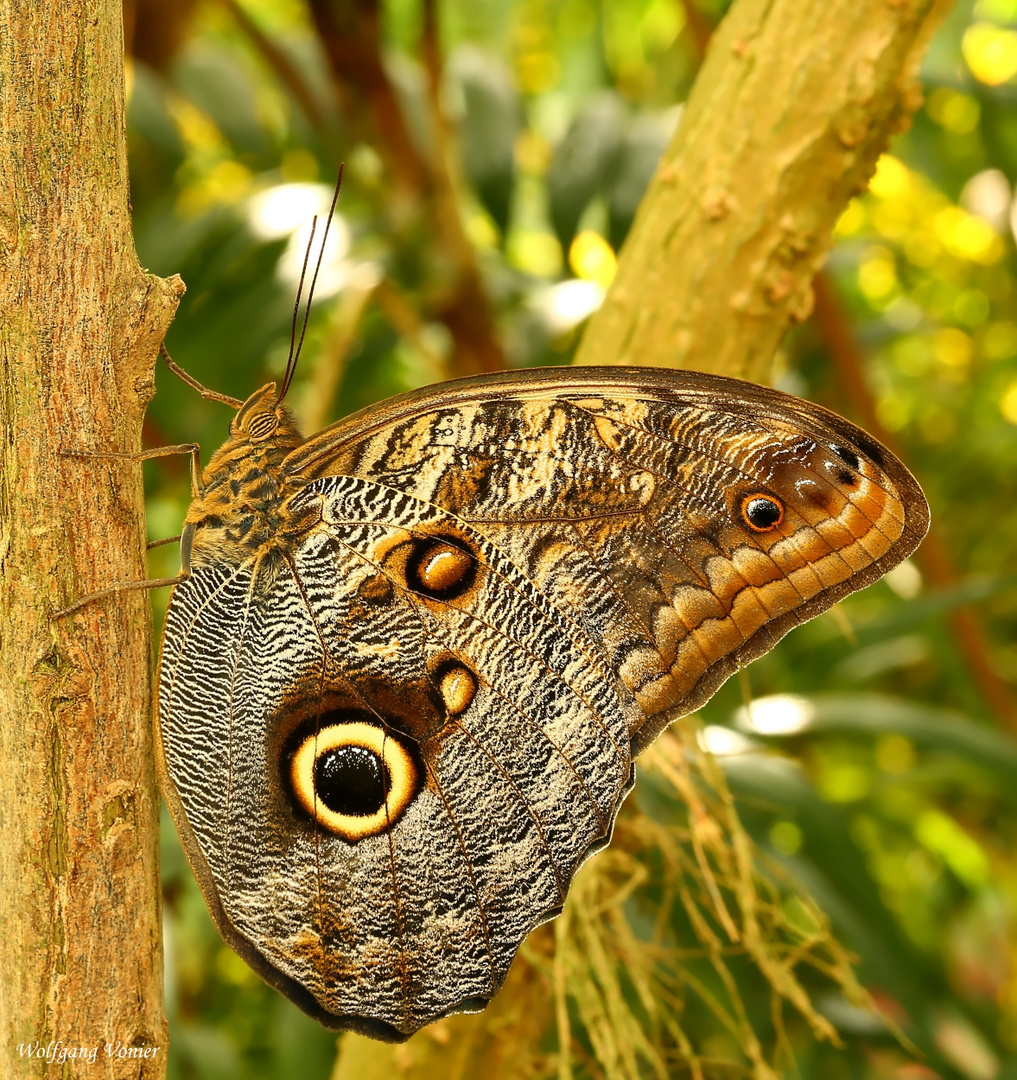 Schmetterling III