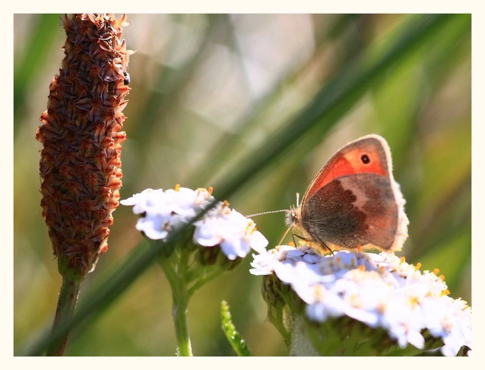 Schmetterling III