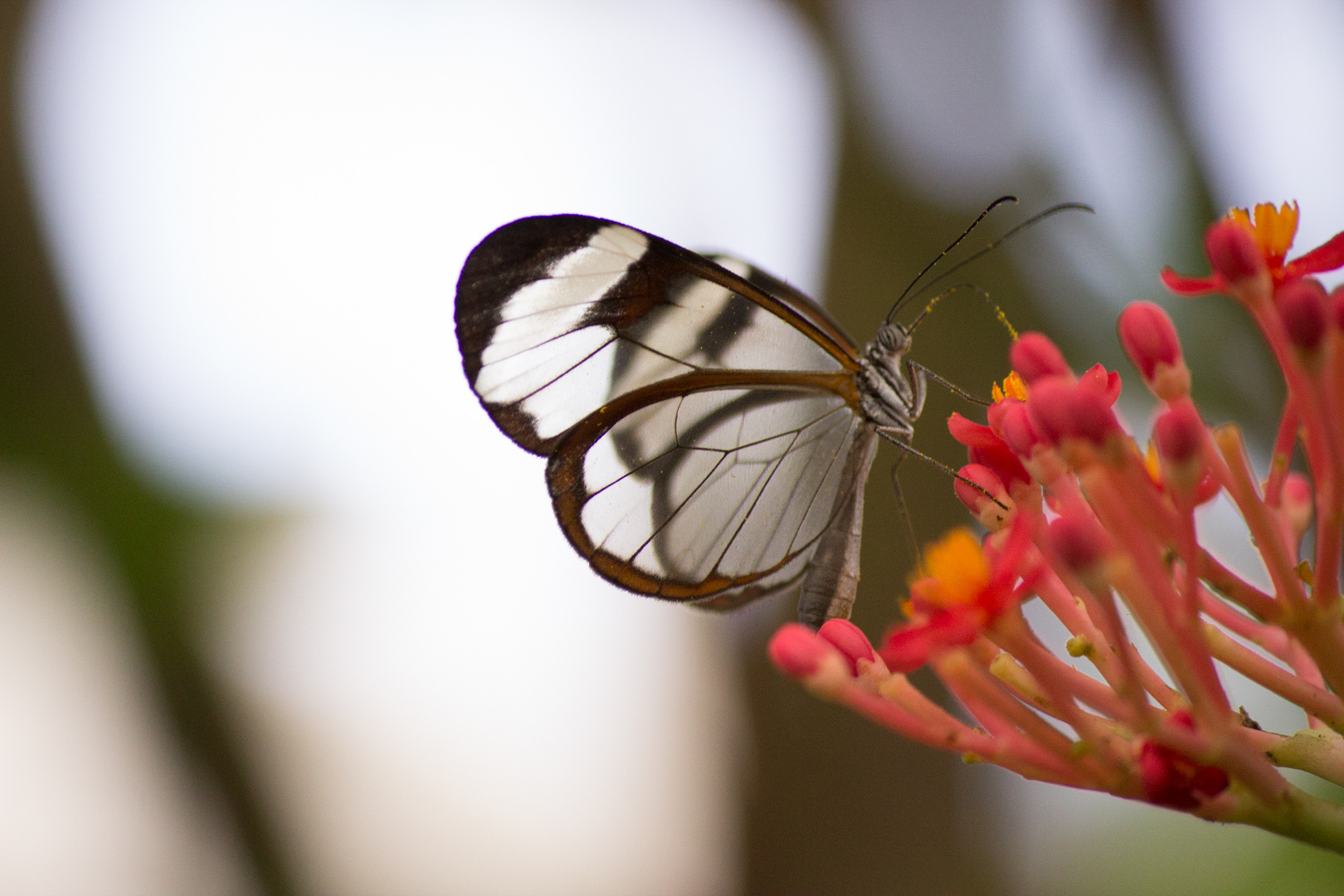 Schmetterling III