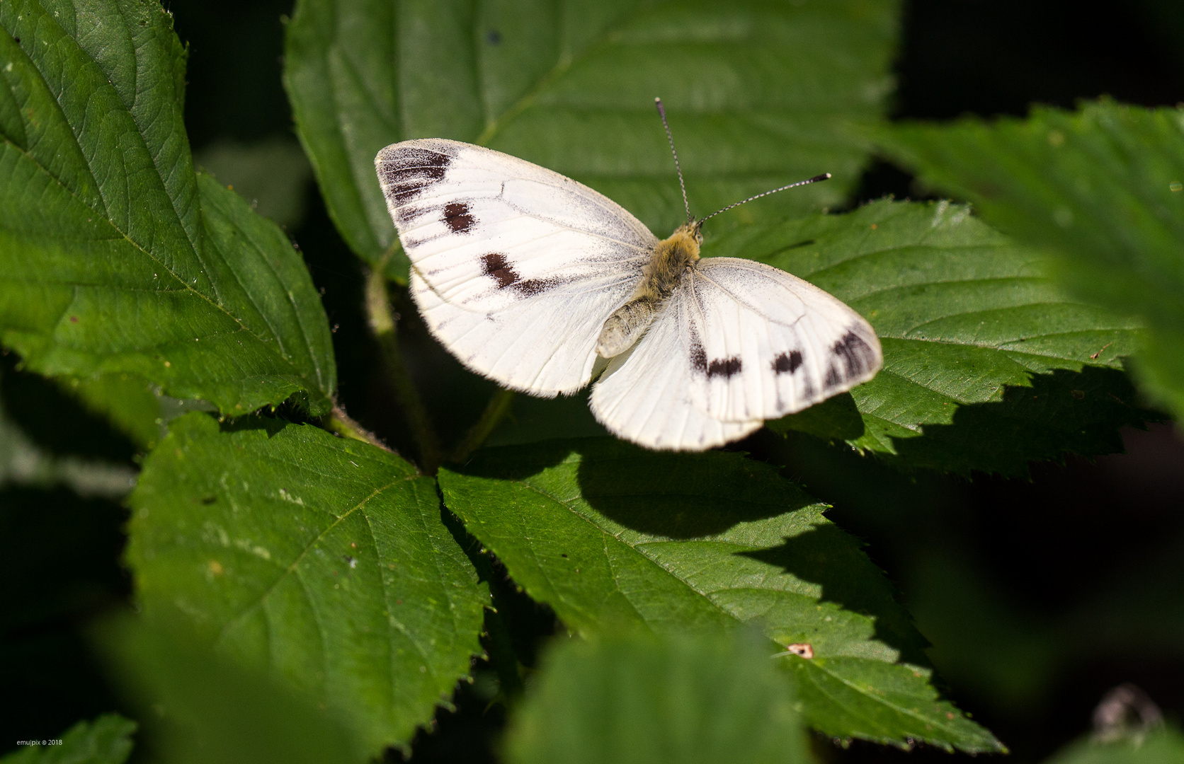 Schmetterling III